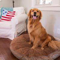 Golden retriever assis dans son panier