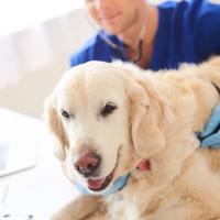 Golden retriever chez le vétérinaire 