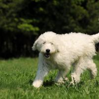 Goldendoodle blanc debout sur de l'herbe, poils au vent