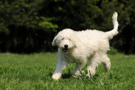 Goldendoodle blanc debout sur de l herbe poils aux vent