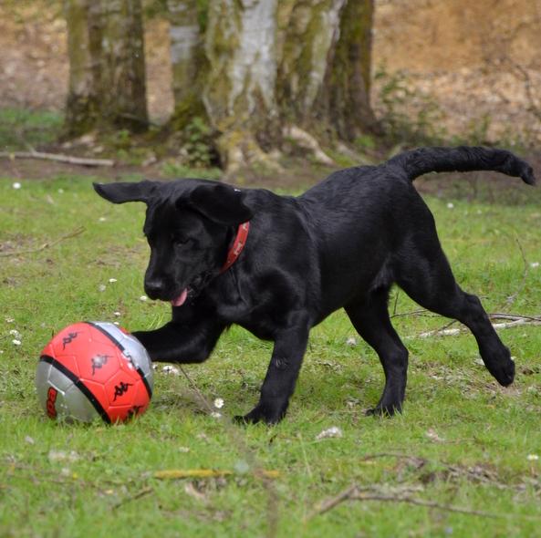 Tout Savoir Sur Le Labrador Retriever