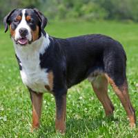 Grand Bouvier Suisse debout