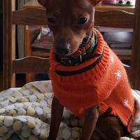 Guizmo, 12 mois avec son joli pull orange