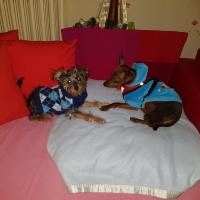 Guizmo et sa copine Chipie la Yorkshire croisée Pinscher Nain