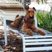 Hadel 3 ans, la Airedale Terrier de Pauline