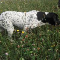 Heidy, chienne Braque d'Auvergene à l'arrêt