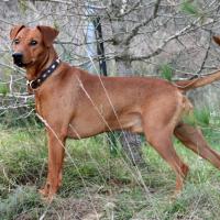 Hickson, le Pinscher moyen de Colette