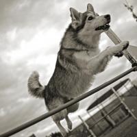 Husky siberien qui fait de l'agility