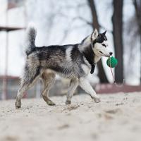 Husky siberien avec sa balle