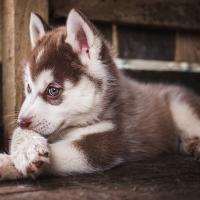 Chiot Husky siberien marron