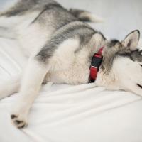 Chiot Husky siberien couché