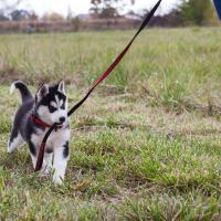 Chiot Husky siberien dans la nature