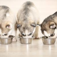 3 chiots Husky siberien qui mangent