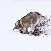 Husky siberien qui creuse