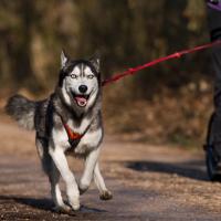 Husky siberien qui fait du dogscooter 