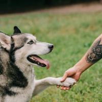 Husky siberien qui donne la patte