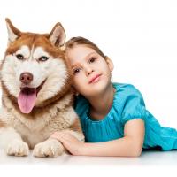 Husky siberien avec une petite fille