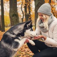 Husky siberien dans la foret avec sa maîtresse 