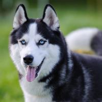 Husky siberien yeux bleus