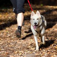 Husky siberien en canicross