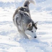 Husky siberien dans la neige