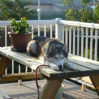 Husky Sibérien noir, blanc et gris aux yeux vairons