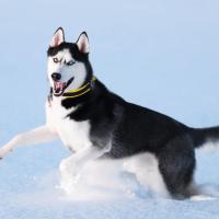 Husky Sibérien qui court dans la neige