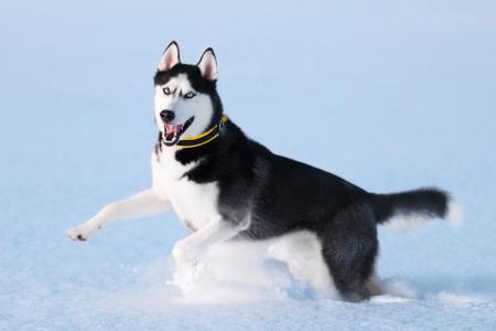 Husky siberien qui court dans la neige
