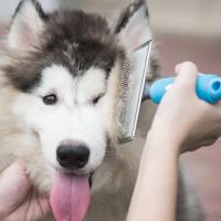 Husky siberien qui se fait brosser