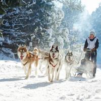 Meute de Husky siberien qui tire un traineau