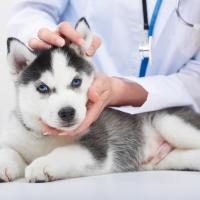 Husky siberien chez le vétérinaire 