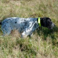 Iangha, chienne Braque d'Auvergne à l'arrêt