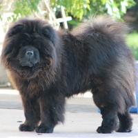 Inchou le Chow Chow noir de Didier