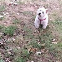 Indiana, la superbe Westie de Marie