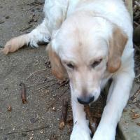 Iago, Golden Retriever de 8 mois !