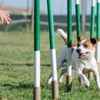 Jack Russel qui fait de l'agility