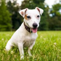 Jack Russel assis dans l'herbe