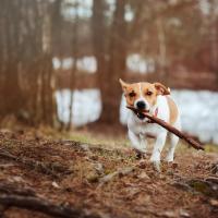 Jack Russell qui court en forêt avec un bâton