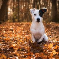 Chiot Jack Russell en forêt