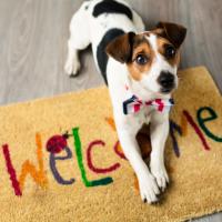 Chiot Jack Russell sur un tapis