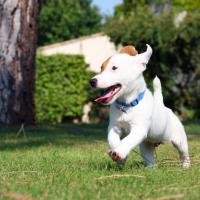Jack Russell qui court