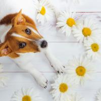 Jack Russell avec des fleurs