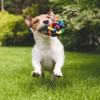 Jack Russell avec son jouet