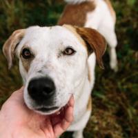 Jack Russell avec son maitre