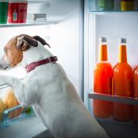 Jack Russell dans le réfrigérateur