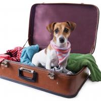 Jack Russel dans une valise