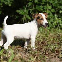 Petit Jack Russel Terrier dans la nature