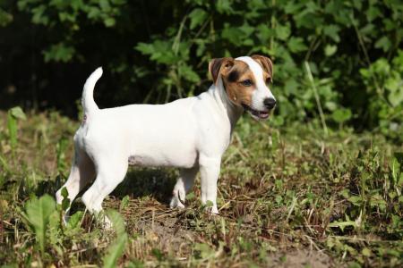 Petit jack russell terrier dans la nature