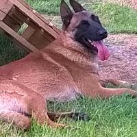 Jaguar, Malinois de 3 ans