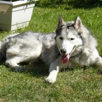 Jaguard, un husky noir et blanc